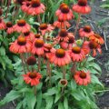 Echinacea 'Red Skipper'