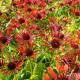 Echinacea 'Orange Pearl'