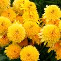 Echinacea 'Cara Mia™ Yellow'