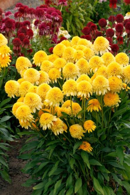 Echinacea 'Cara Mia™ Yellow'