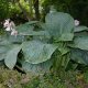 Hosta 'Empress Wu'