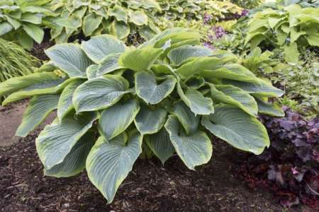 Hosta 'Wu-La-La' ®