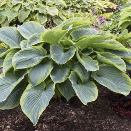 Hosta 'Wu-La-La' ®