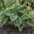 Hosta 'Wu-La-La' ®