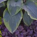 Hosta 'Wu-La-La' ®