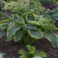 Hosta 'Wu-La-La' ®