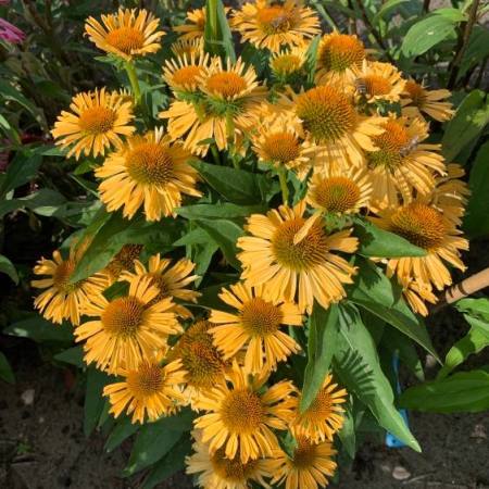 Echinacea 'Pickup Yellow' ®