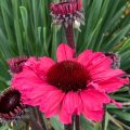 Echinacea 'SunSeekers Carmine'